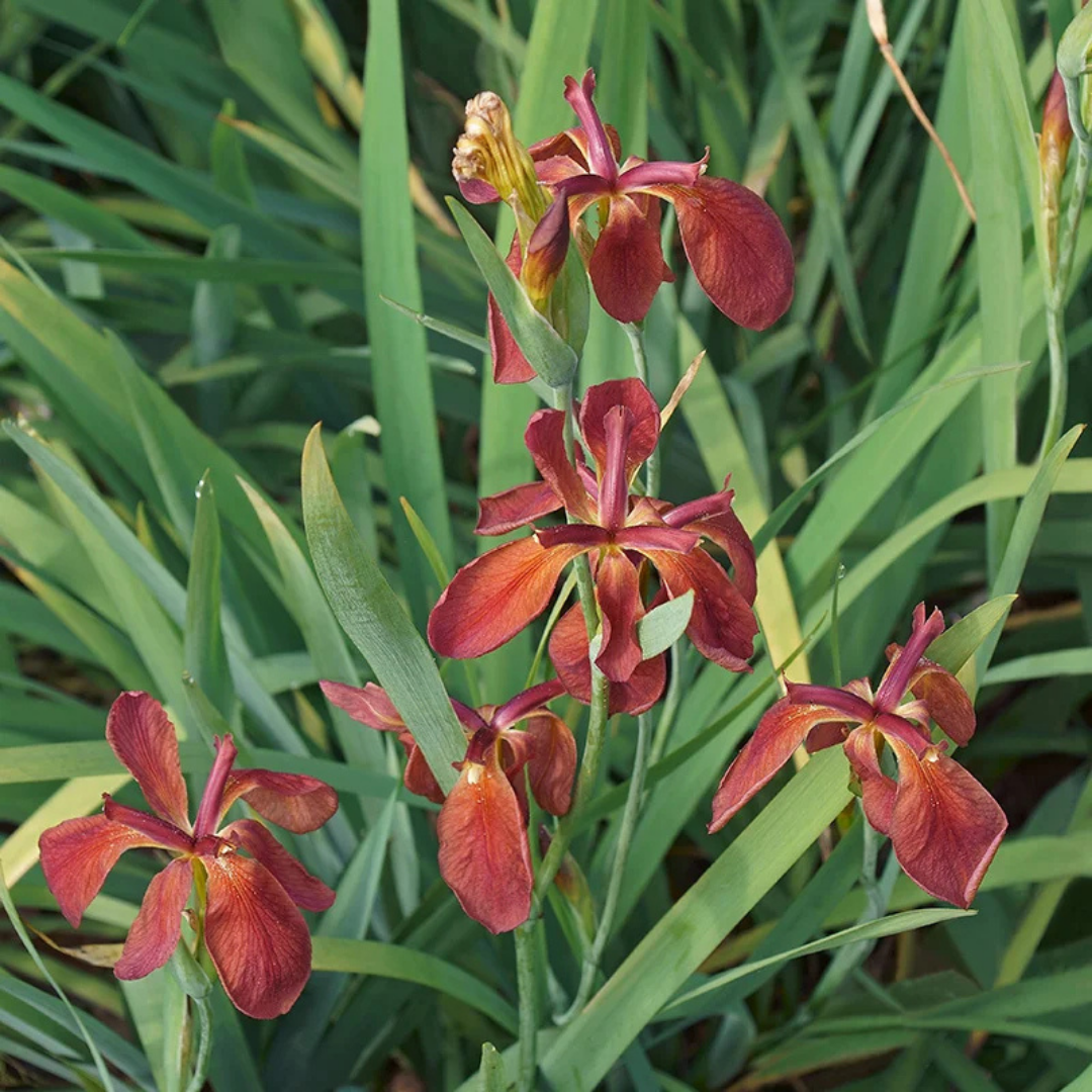 Iris fulva (Copper Iris) *TB*