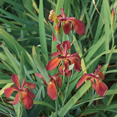 Iris fulva (Copper Iris) *TB*