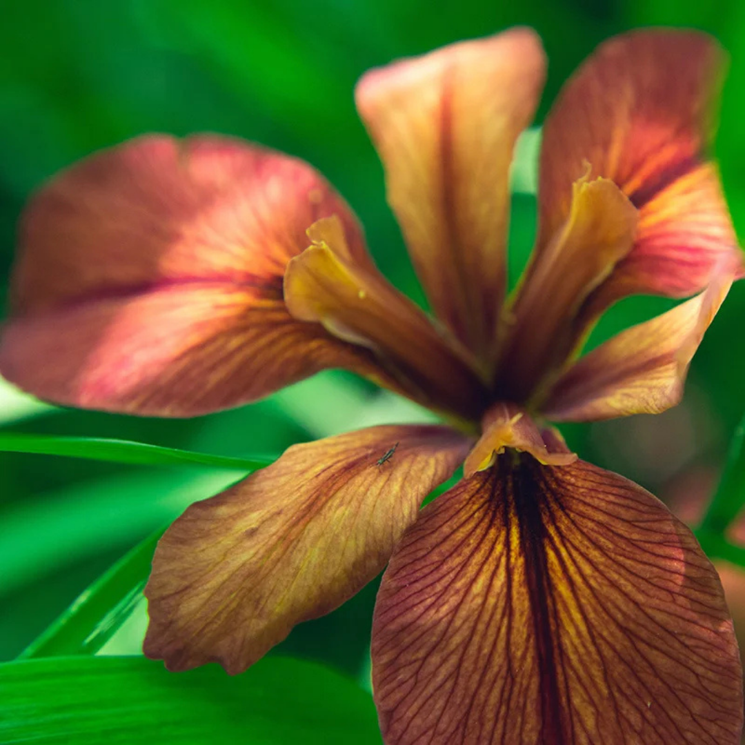Iris fulva (Copper Iris) *TB*