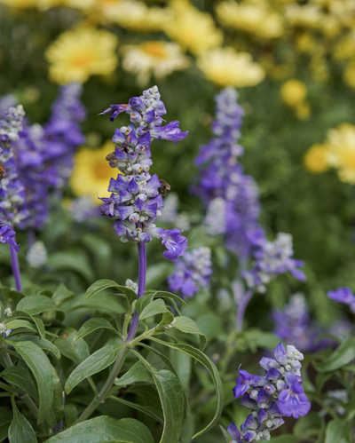Velocity Blue, Salvia #9