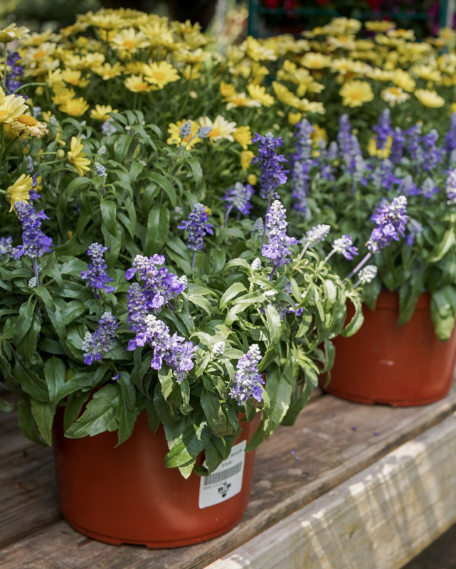 Velocity Blue, Salvia #9