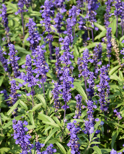 Velocity Blue, Salvia #9