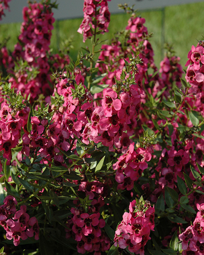 Carita Raspberry, Angelonia #9