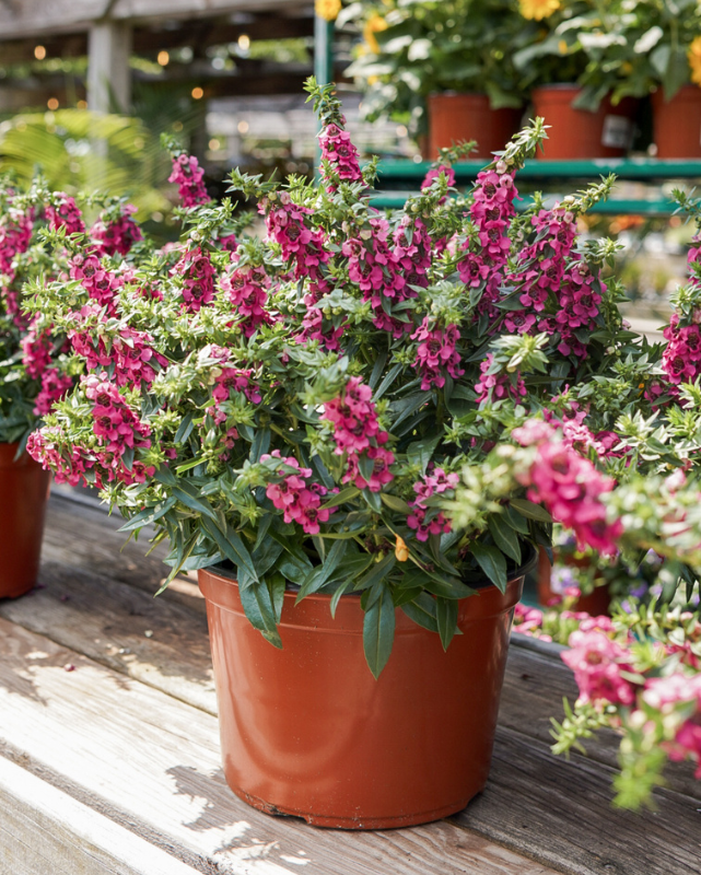 Carita Raspberry, Angelonia #9