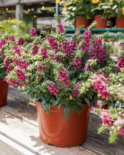 Carita Raspberry, Angelonia #9