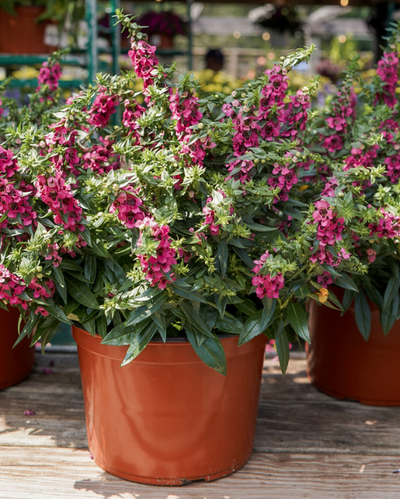 Carita Raspberry, Angelonia #9