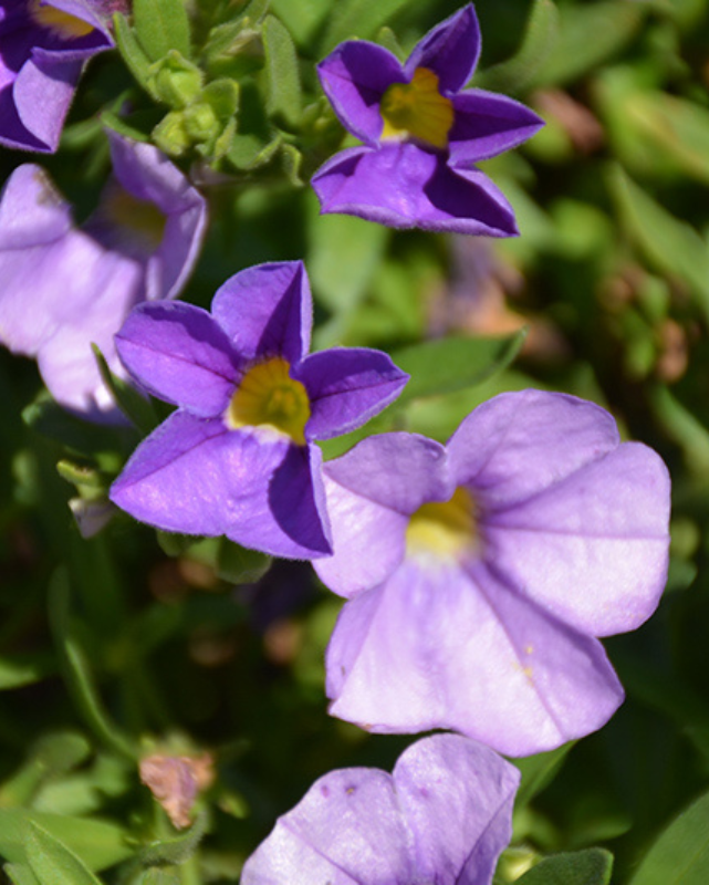 Mini Famous Neo Light Blue, Calibrochoa #9