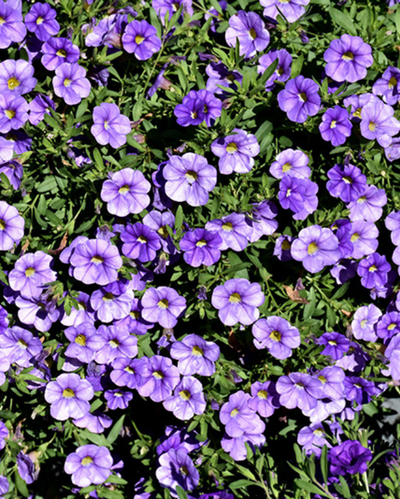 Mini Famous Neo Light Blue, Calibrochoa #9
