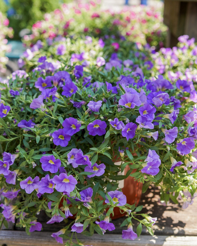 Mini Famous Neo Light Blue, Calibrochoa #9