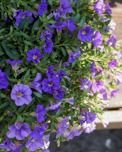 Mini Famous Neo Light Blue, Calibrochoa #9