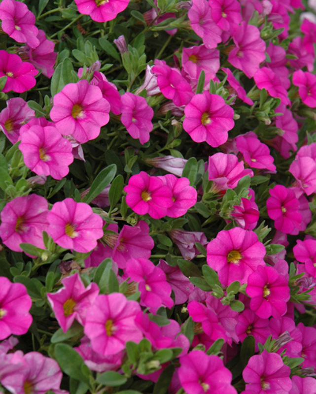 Mini Famous Neo Pink, Calibrochoa #9