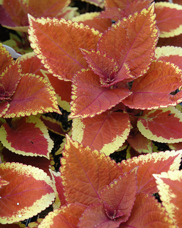 Volcanica Trusty Rusty, Coleus #9
