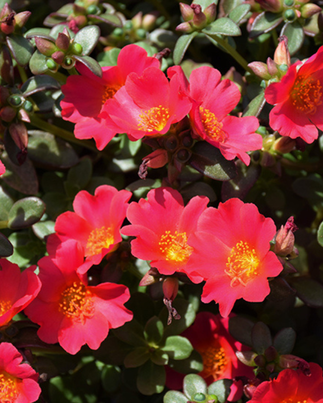 Pazzaz Mega Dark Pink, Portulaca #9