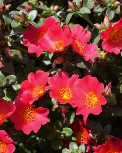 Pazzaz Mega Dark Pink, Portulaca #9