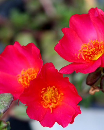 Pazzaz Mega Dark Pink, Portulaca #9