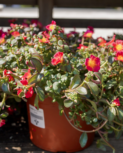 Pazzaz Mega Dark Pink, Portulaca #9