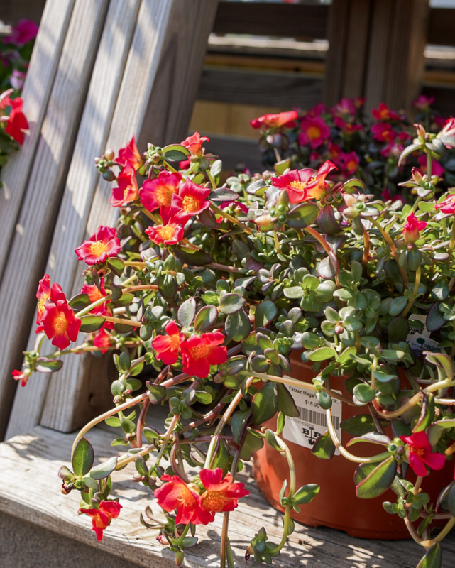 Pazzaz Mega Dark Pink, Portulaca #9