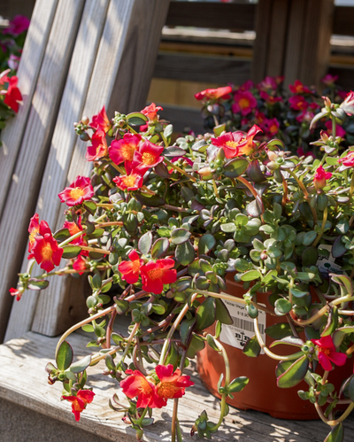 Pazzaz Mega Dark Pink, Portulaca #9