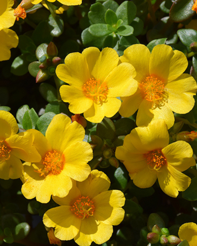 Pazzaz Mega Gold, Portulaca #9