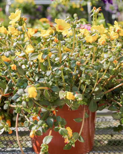 Pazzaz Mega Gold, Portulaca #9