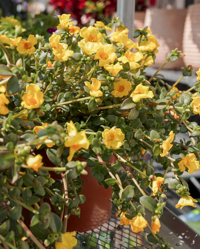 Pazzaz Mega Gold, Portulaca #9