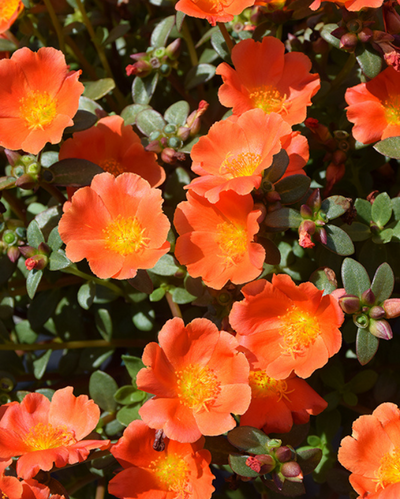 Pazzaz Mega Orange, Portulaca #9
