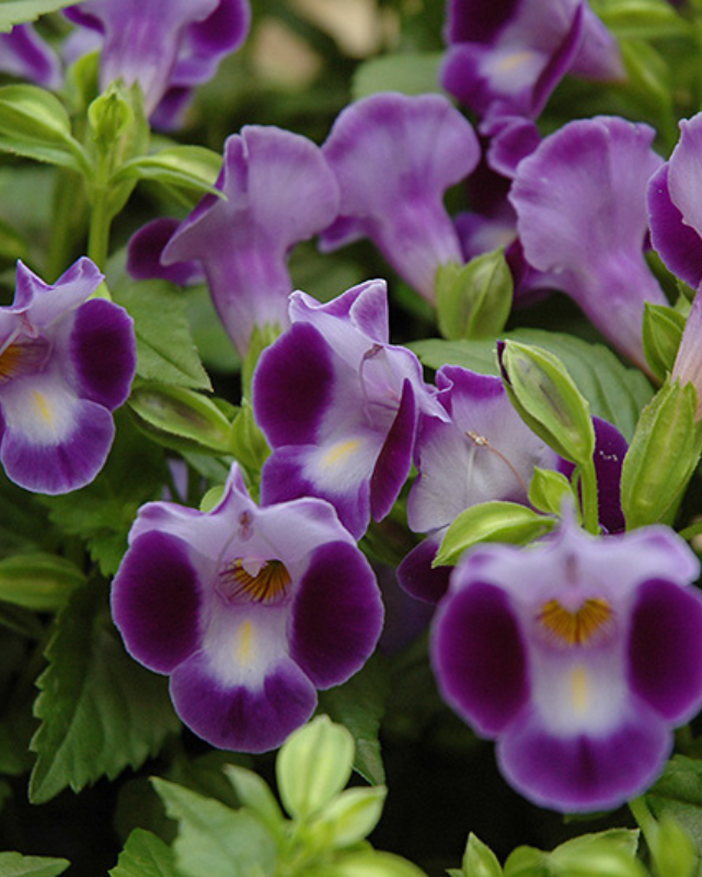 Moon Purple, Torenia #9