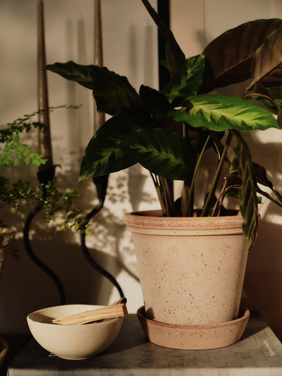 Bergs Flora Terracotta Pot, Rosa, 30cm (11.8")