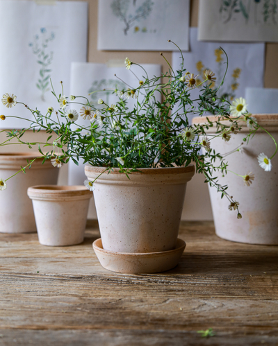 Bergs Flora Terracotta Pot, Rosa, 21cm (8.3")