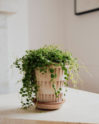 Bergs Pantheon Terracotta Pot, Rosa, 14cm (5.5")