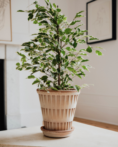 Bergs Pantheon Terracotta Pot, Rosa, 18cm (7.1")