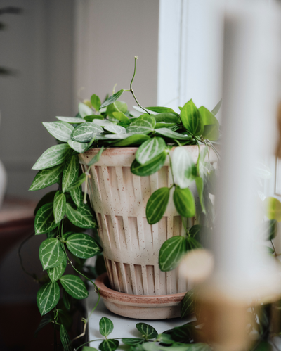 Bergs Pantheon Terracotta Pot, Rosa, 18cm (7.1")