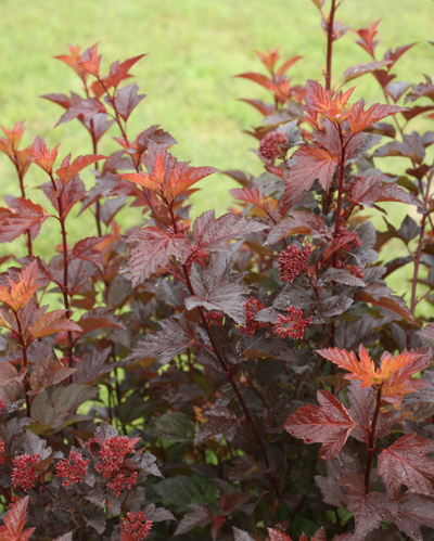Physocarpus o. Ginger Wine PW 4G