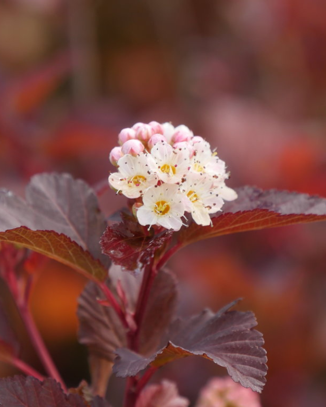 Physocarpus o. Ginger Wine PW 4G