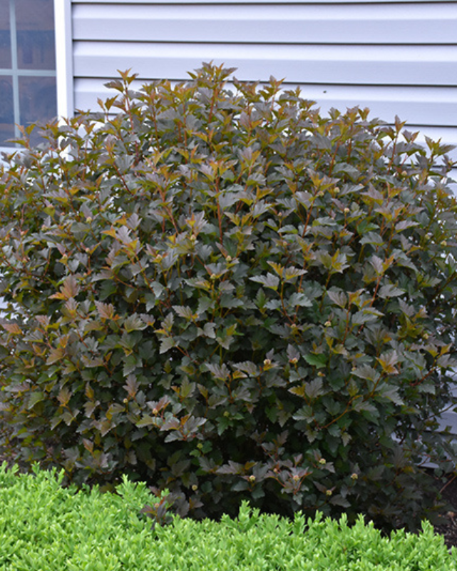Physocarpus o. Ginger Wine PW 4G