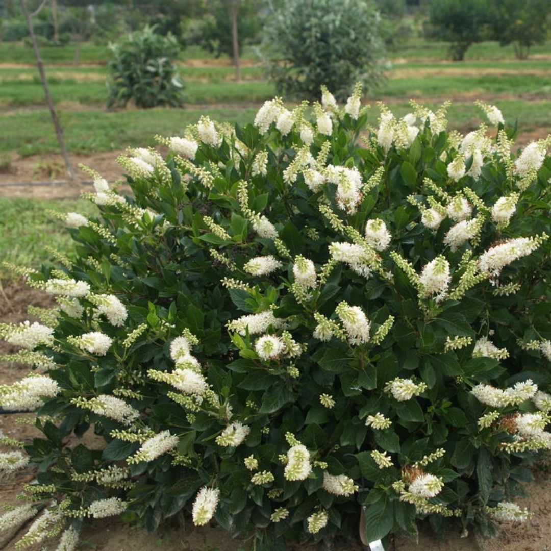 Clethra Sugartina® ‘Crystalina’ (PW)