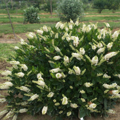 Clethra Sugartina® ‘Crystalina’ (PW)