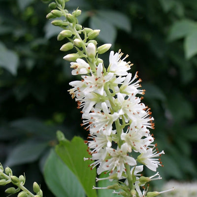 Clethra Sugartina® ‘Crystalina’ (PW)