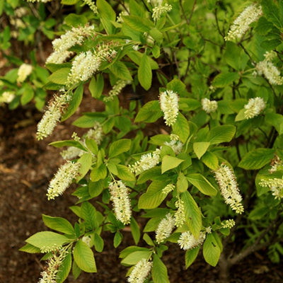 Clethra Sugartina® ‘Crystalina’ (PW)