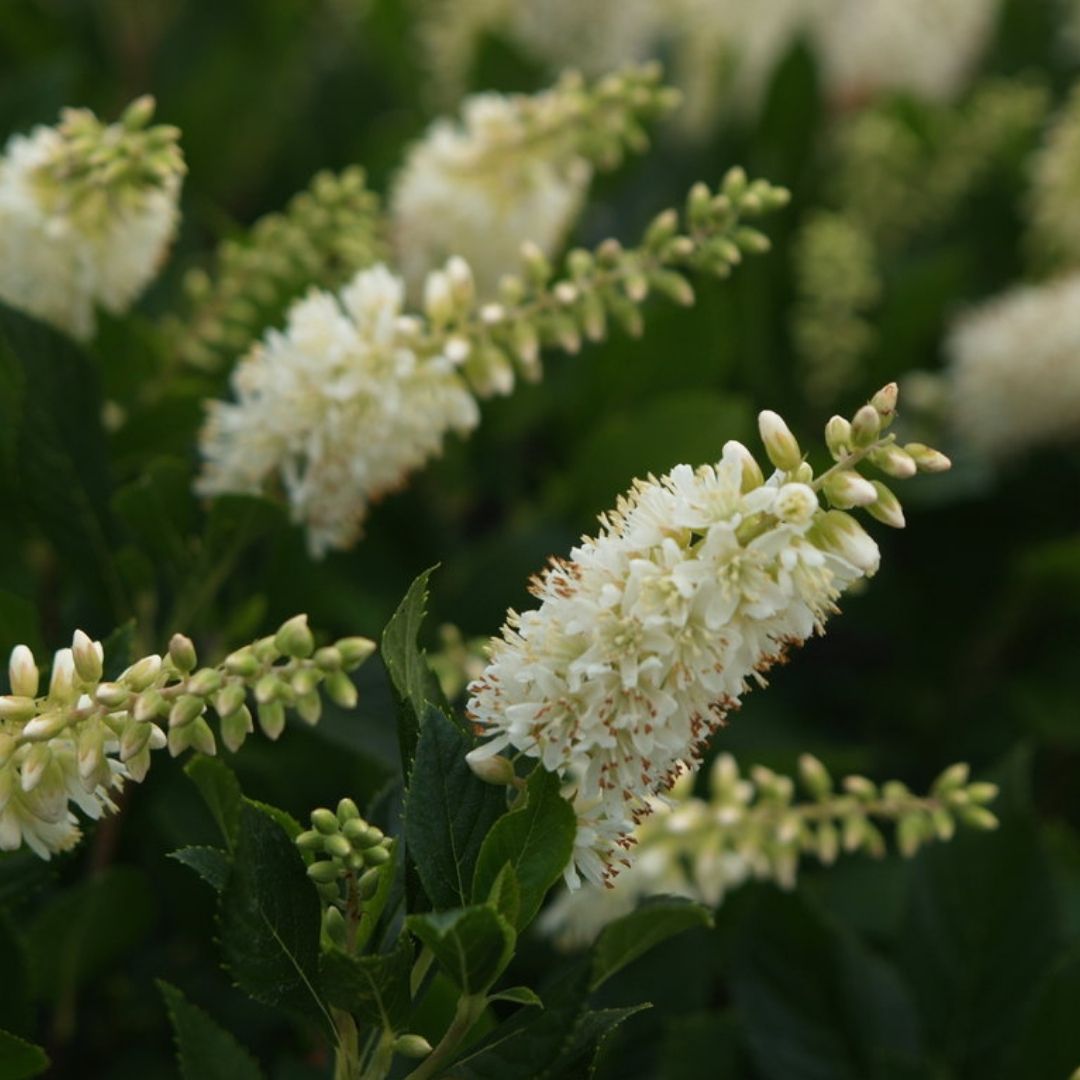 Clethra Sugartina® ‘Crystalina’ (PW)