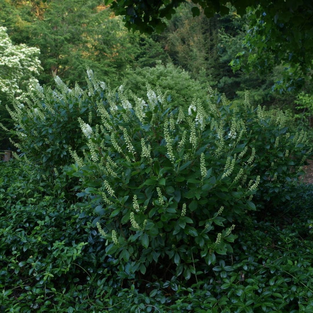 Clethra Sugartina® ‘Crystalina’ (PW)