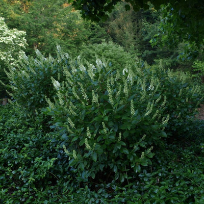 Clethra Sugartina® ‘Crystalina’ (PW)