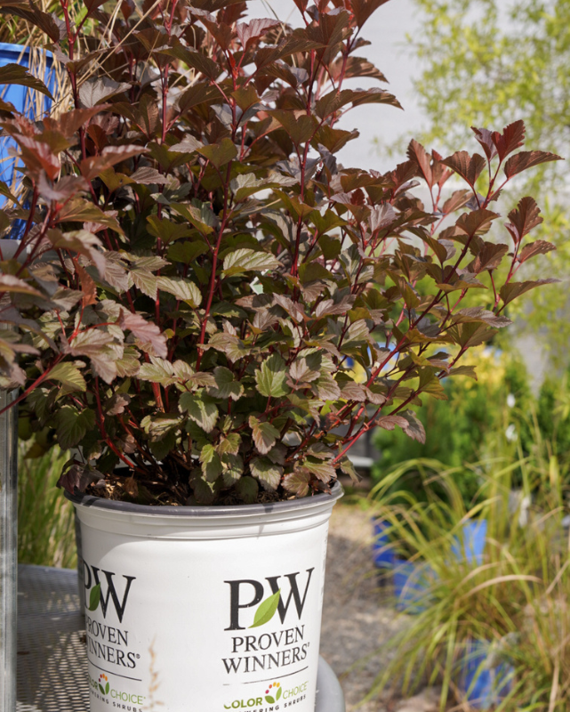 Physocarpus o. Ginger Wine PW 4G