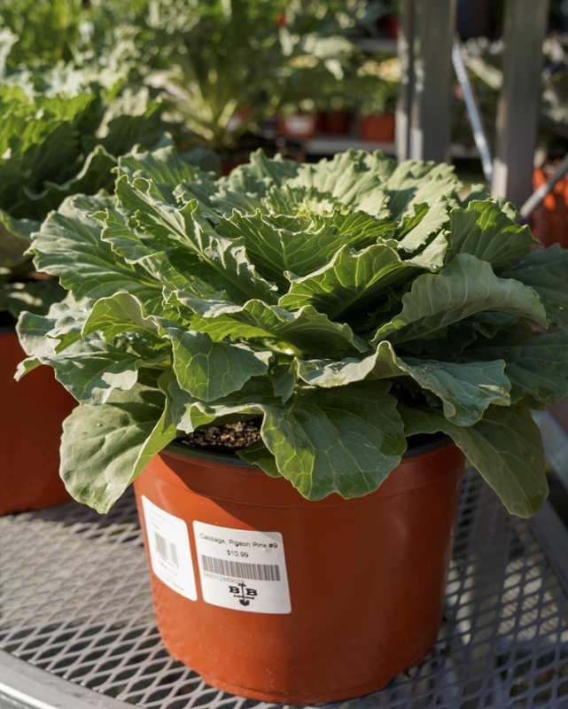 Cabbage, Pigeon Pink #9