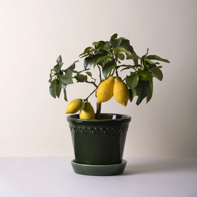Bergs Københavner Glazed Pot, Green, 14cm (5.5")