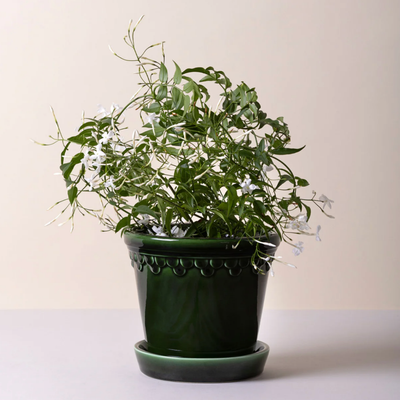 Bergs Københavner Glazed Pot, Green, 10cm (3.8")
