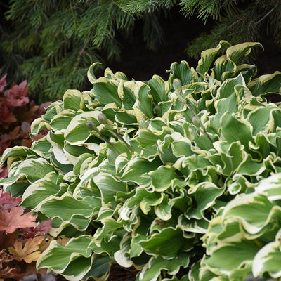 Hosta 'Wheee!' (PW)