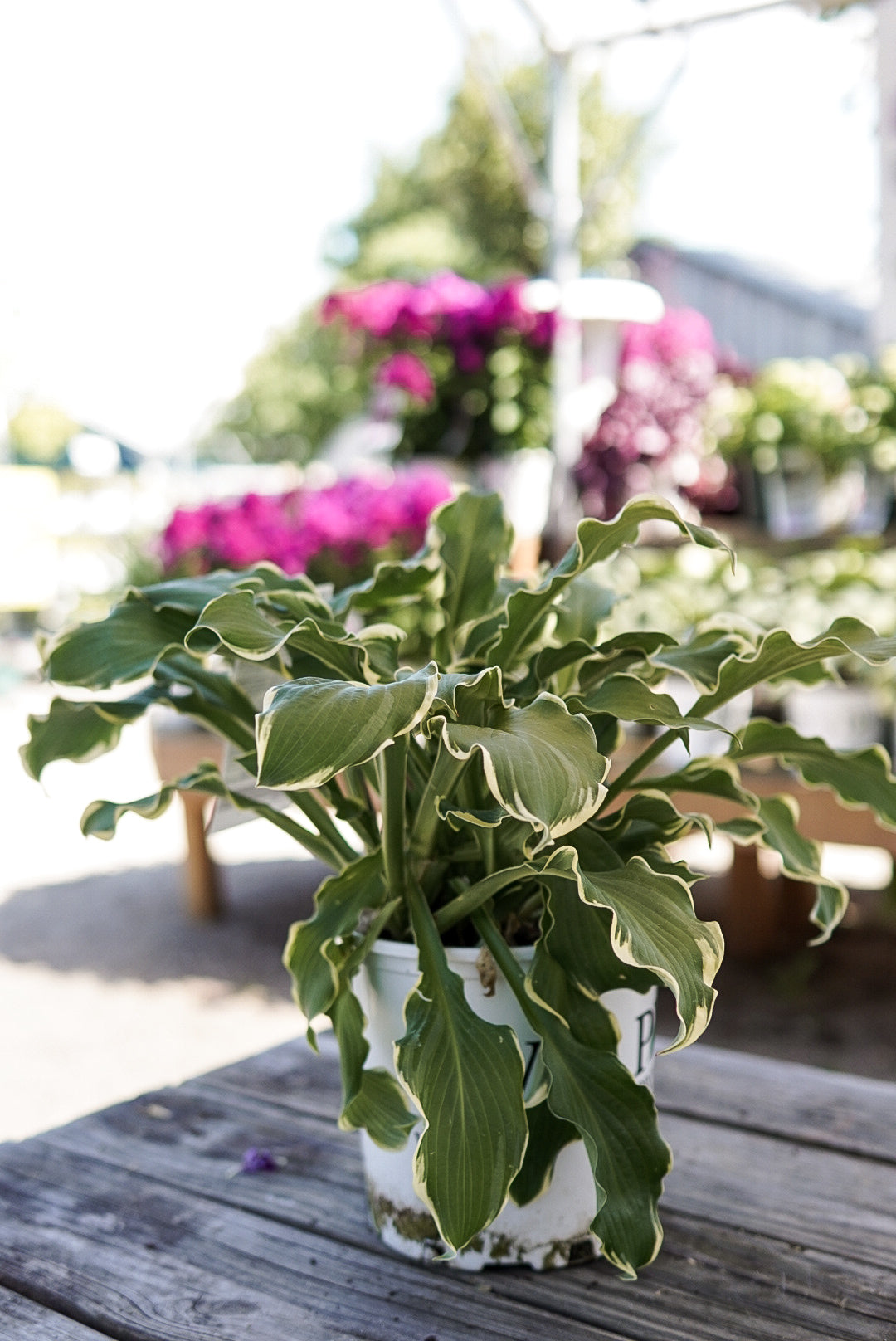 Hosta 'Wheee!' (PW)