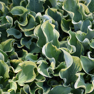 Hosta 'Wheee!' (PW)