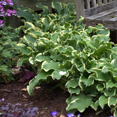 Hosta 'Wheee!' (PW)